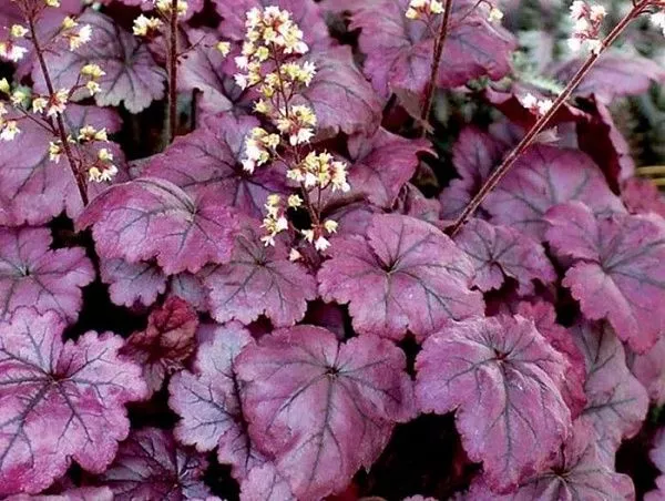 Гейхера гибридная "Plum Royale" (Плум Роял)