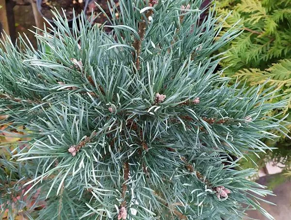 Сосна обыкновенная Glauca купить