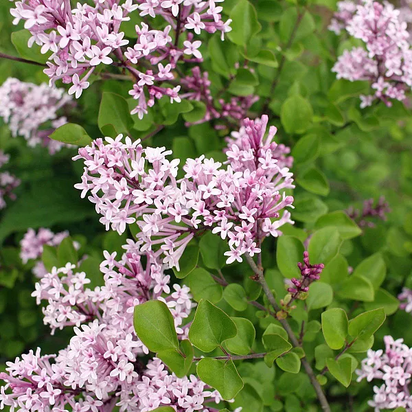 Сирень Мейера Flowerfesta Рink (Флауэрфеста Пинк) цветение
