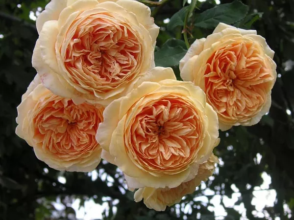 Роза английская "Crown Princess Margareta" (Краун Принцесс Маргарэт)