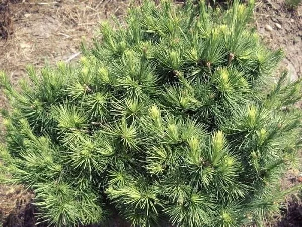 Лиственница европейская "Cizovice" (Чижовице)