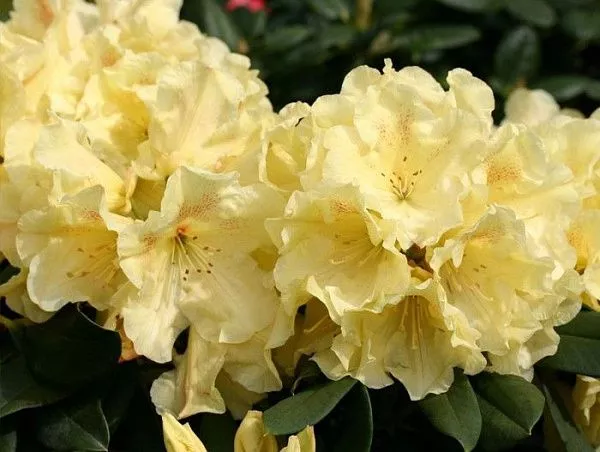 Рододендрон гибридный "Goldinetta" (Голдинетта)