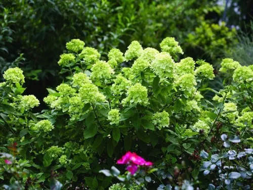 Гортензия метельчатая "Little Lime" (Литтл Лайм)