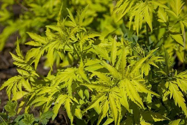 Бузина красная Plumosa Aurea (Плюмоса Ауреа) саженцы