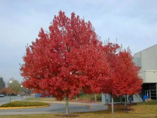 Клен красный / Acer rubrum