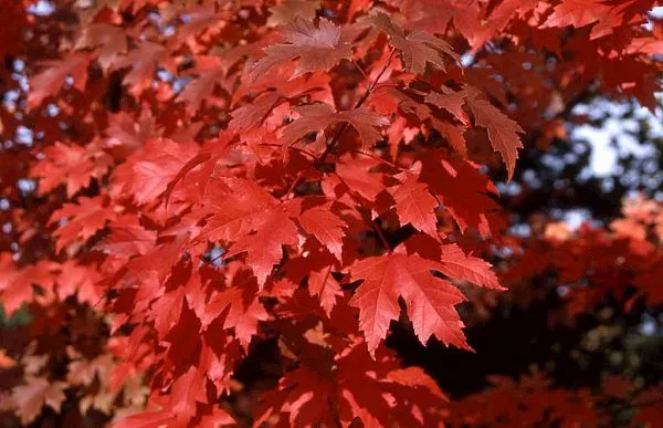 Клен фримана Autumn Blaze (Отом Блейз) купить