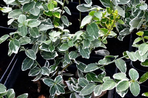 Бересклет форчуна "Argenteo-Variegata" (Аргентео-Вариегата)