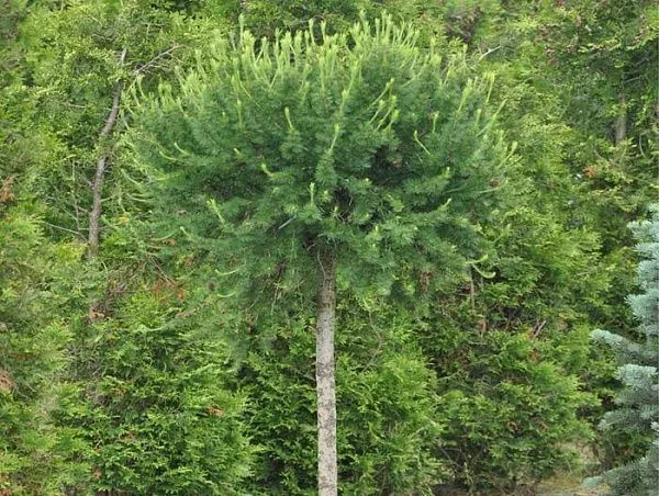 Лиственница европейская "Kornik" (Корник)