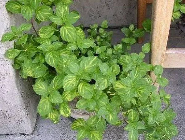 Мята гибридная "Gringer Mint" (Джинджер Минт)