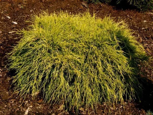 Кипарисовик горохоплодный "Filifera Aurea" (Филифера Аурея)