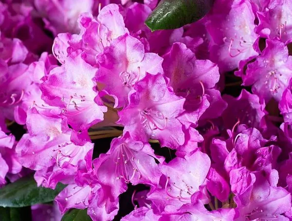 Рододендрон гибридный English Roseum фото