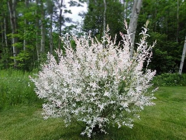 Ива цельнолистная "Hakuro-Nishiki" (Хакуро-Нишики)