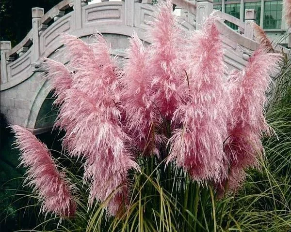 Кортадерия Rosea (Розеа) саженцы