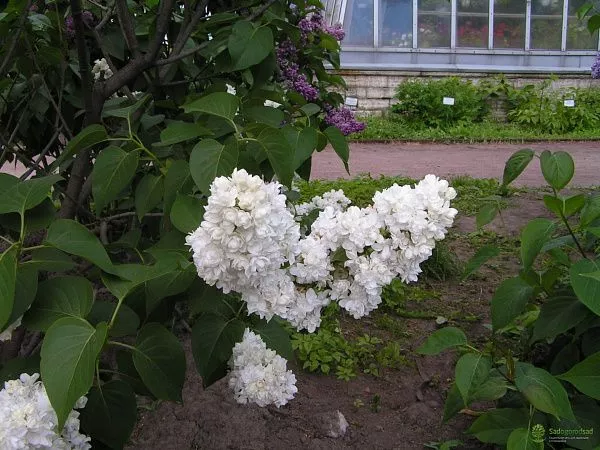 Моник Лемуан кустарник