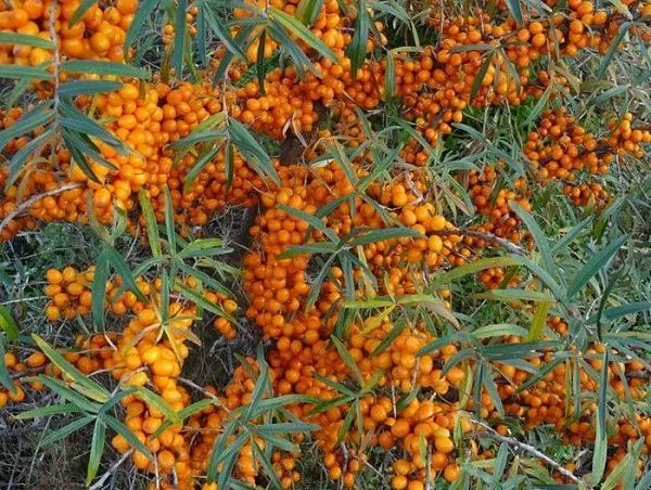 Облепиха (мужская)