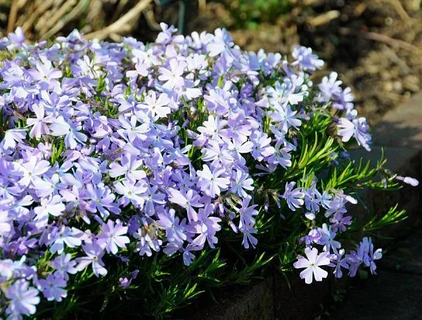 Флокс шиловидный Emerald Cushion (Эмеральд Кашн)