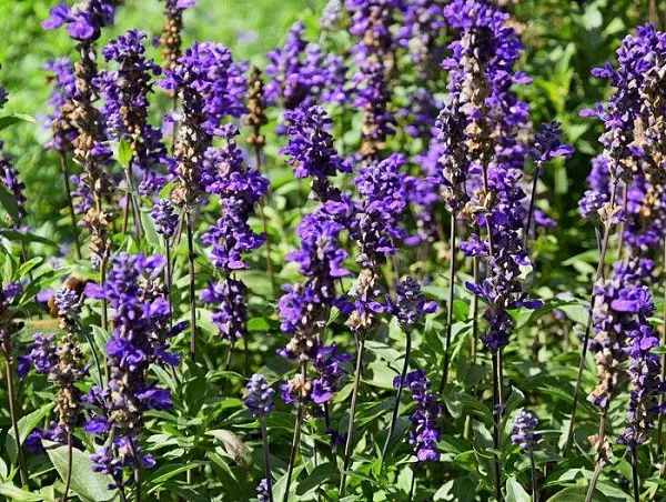 Шалфей дубравный "Farina Bicolor" (Фарина Биколор)