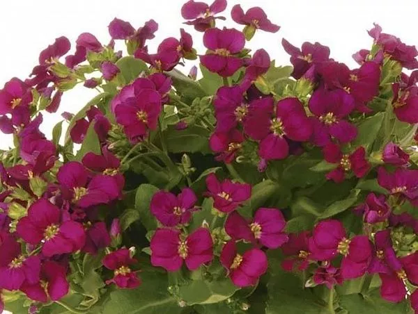 Арабис кавказский "Lotti" (Лотти)