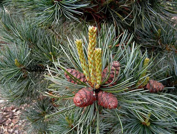 Сосна мелкоцветковая "Negishi" (Негиши)
