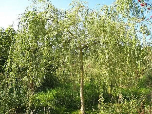 Ива белая "Вителлина Пендула" (Vitelina Pendula)