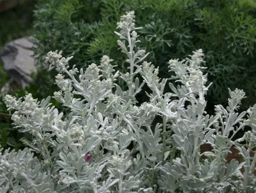 Полынь Стеллера "Silver Brocade" (Сильвер Брокад)