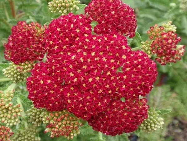 Тысячелистник обыкновенный "Red Velvet" (Ред Вельвет)
