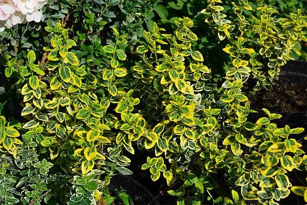Бересклет форчуна Emerald Gold (Эмеральд Голд) Куст