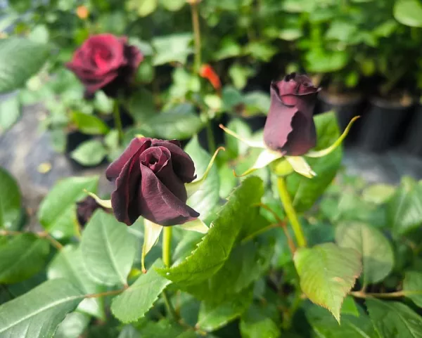 Роза Royal Baccara бутоны