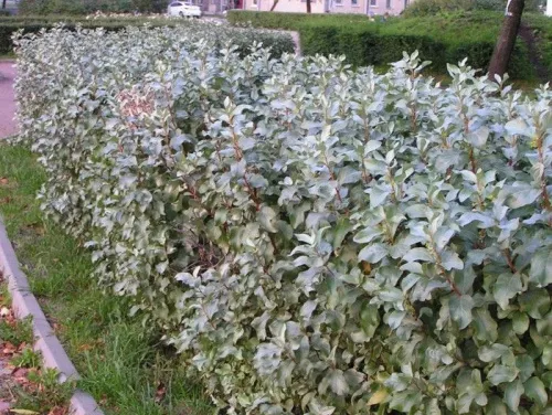 Лох серебристый / Elaeagnus commutata
