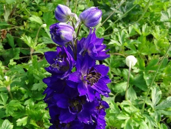 Дельфиниум высокий "Magic Fountains Dark Blue Dark Bee" (Мэджик Фонтейнс Дарк Блю Дарк Би)