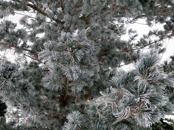 Сосна мелкоцветковая «Glauca» Глаука зимой