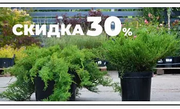 Два популярных можжевельника со скидкой 30%