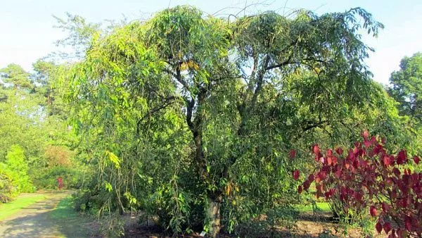 Вишня короткощетинистая «Pendula Plena Rosea» летом