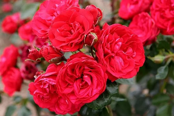 Роза плетистая "Crimson Siluetta" (Кримсон Силуэтта)