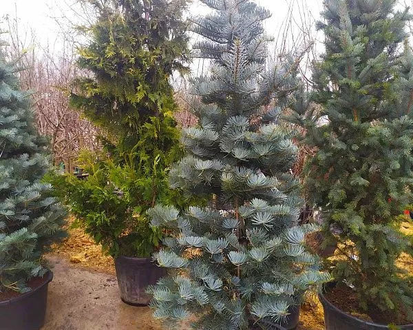 Пихта одноцветная Виолацеа Abies concolor Violacea купить