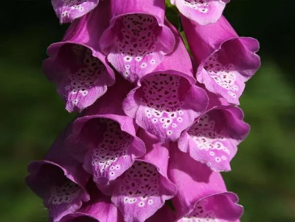Наперстянка пурпурная "Dalmatian Purple Improved" (Далматиан Пурпл Импровед)