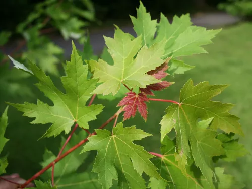 Клен сахаристый (серебристый) "Acer saccharinum"