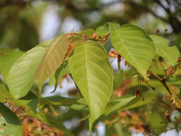 Слива мелкопильчатая Shirotea (Широтеа) листва