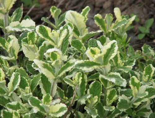Мята душистая "Variegata" (Вариегата)