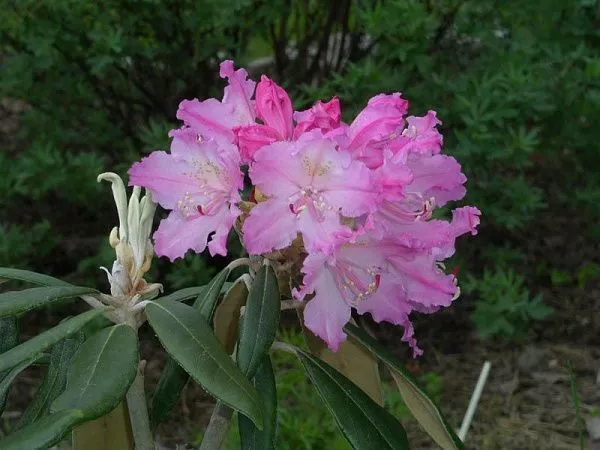 смирнова