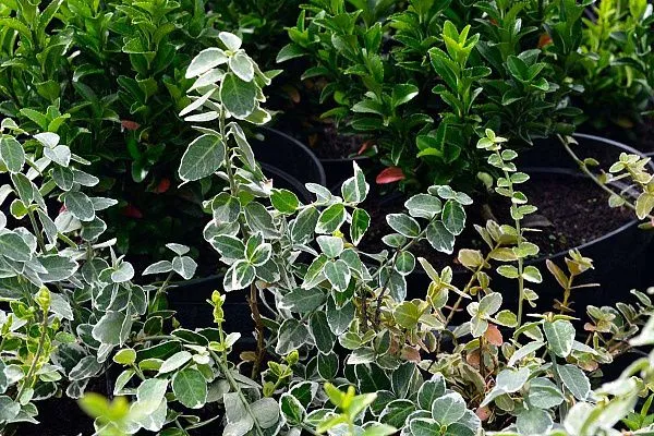 Бересклет форчуна Argenteo-Variegata (Аргентео-Вариегата) Кустарник
