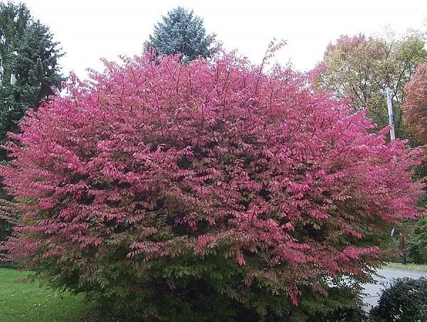 Бересклет крылатый / Euonymus alatus