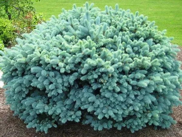Ель колючая "Globosa Argentea" (Глобоза Аргентеа)
