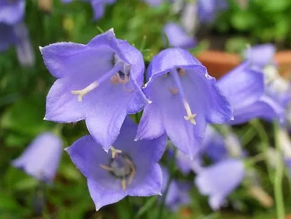 Колокольчик ложечницелистный "Bavaria Blue" (Бавария Блю)