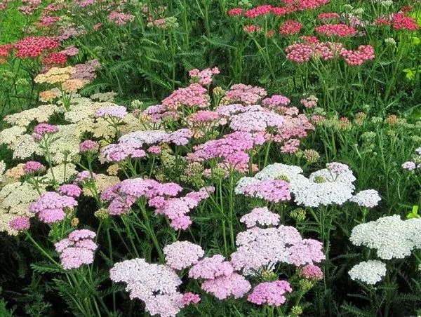 Тысячелистник обыкновенный "Summer Pastels" (Саммер Пастель)