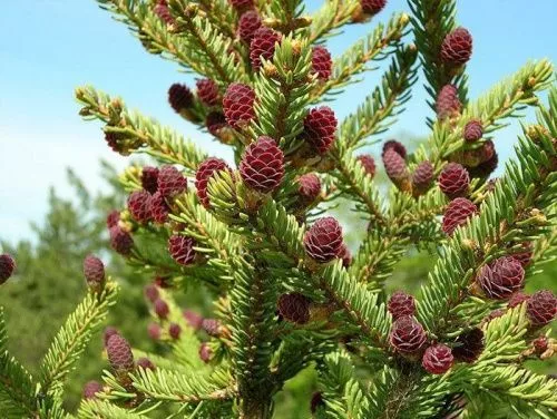 Ель Аянская / Picea jezoensis