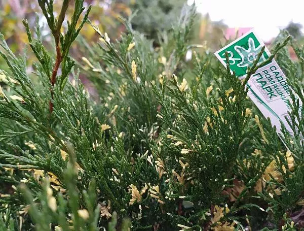 Можжевельник горизонтальный Andorra Variegata
