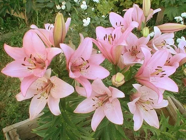 Лилия гибридная 