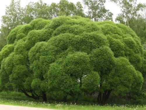 Ива ломкая "Bullata" (Булата)