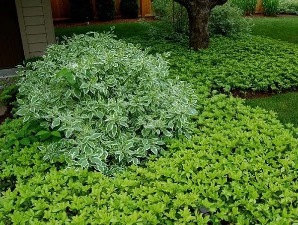 Пахизандра верхушечная
